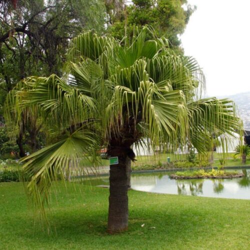 landscape plants for Florida homes