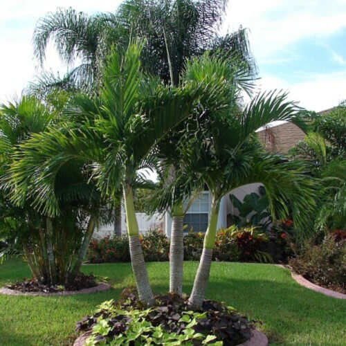 garden inspiration for Florida yards