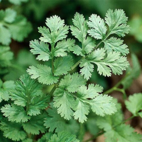outdoor plants for coastal landscaping