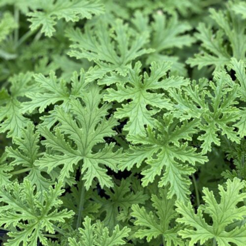 local plant nursery Manatee County