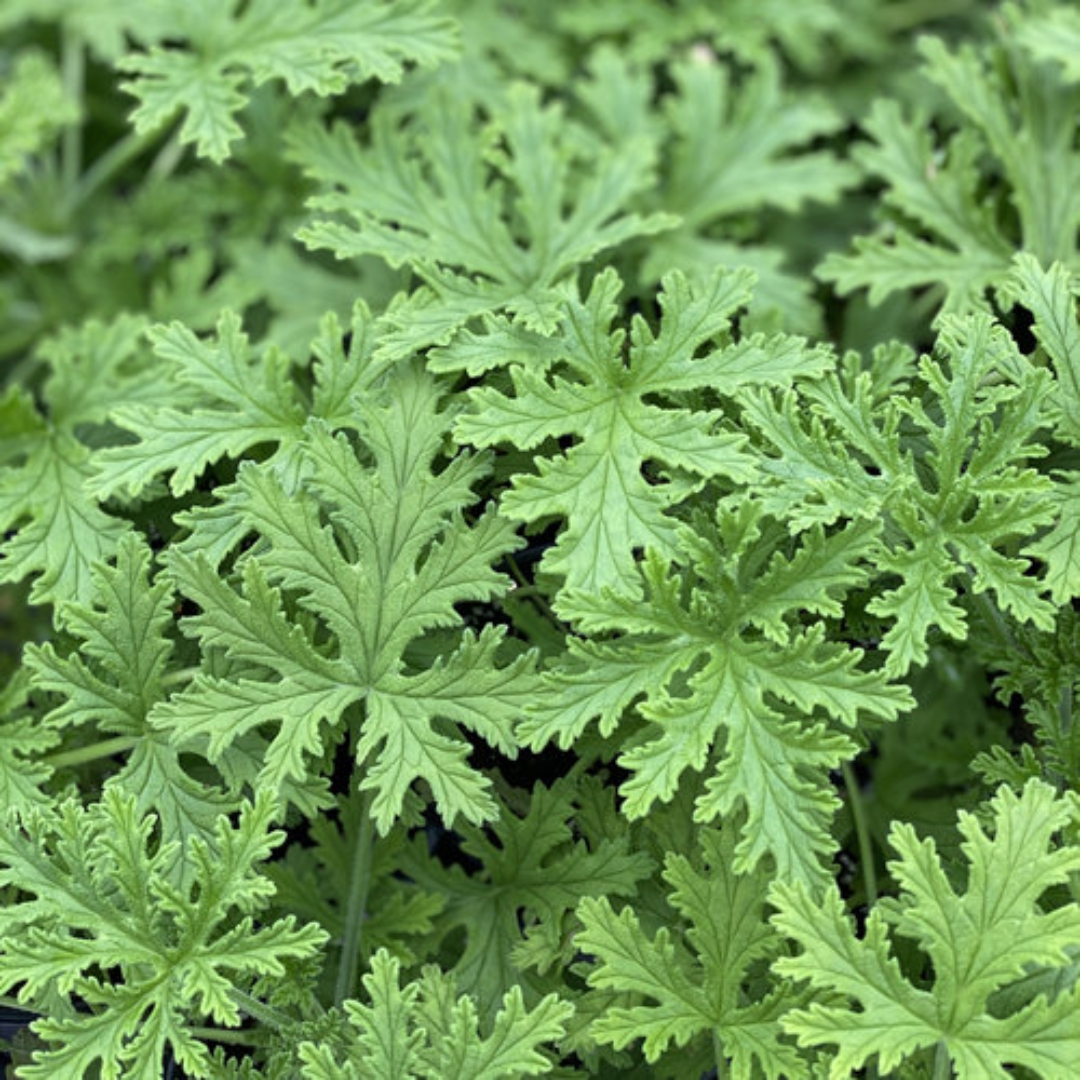 local plant nursery Manatee County