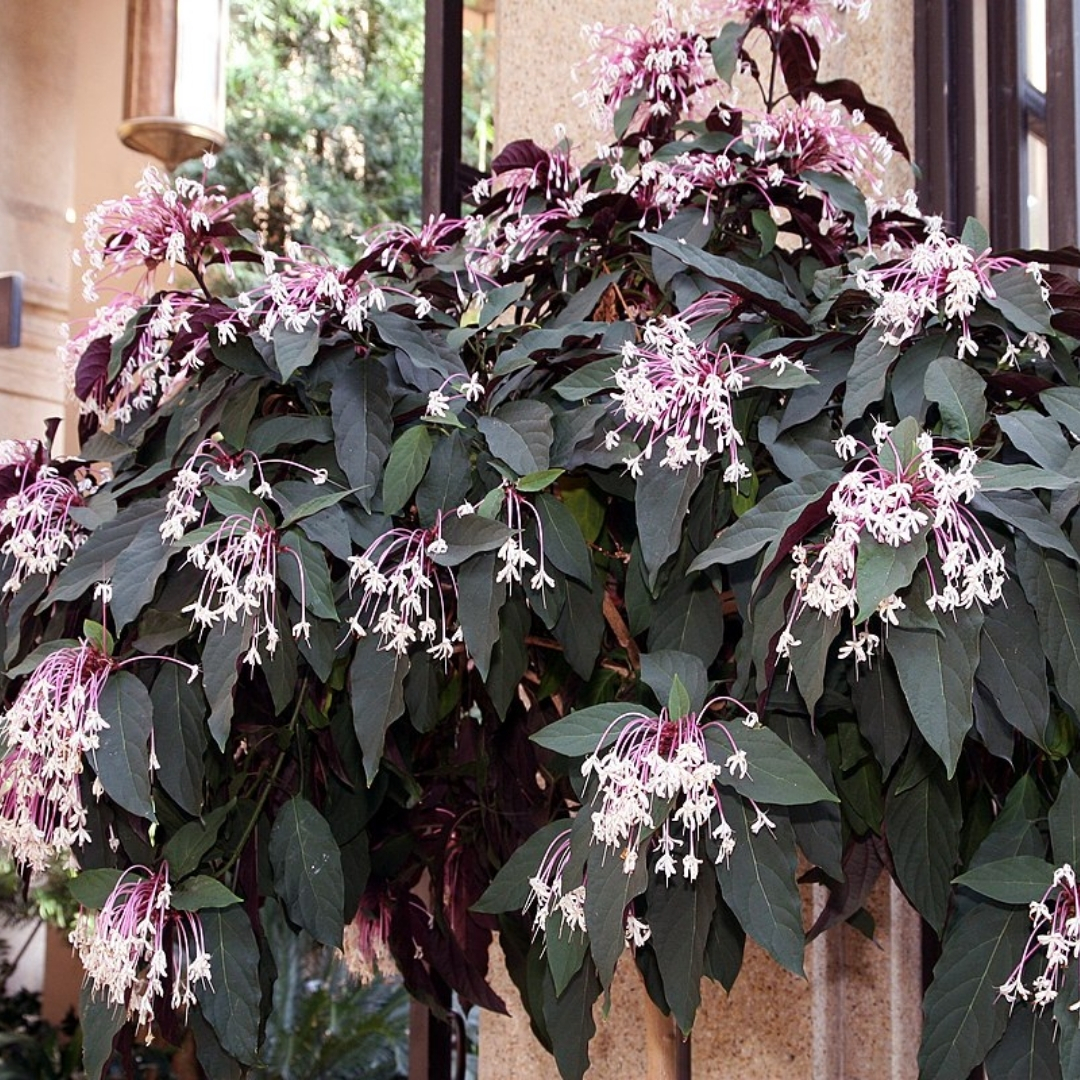 professional plant installation Sarasota