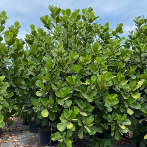 professional plant installation Sarasota