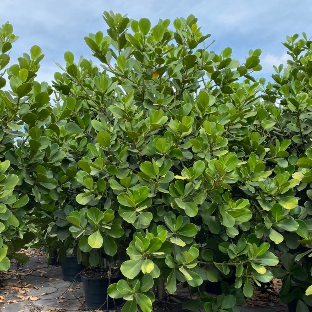 professional plant installation Sarasota