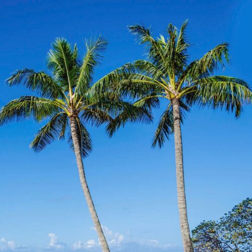 landscape plants for Florida homes