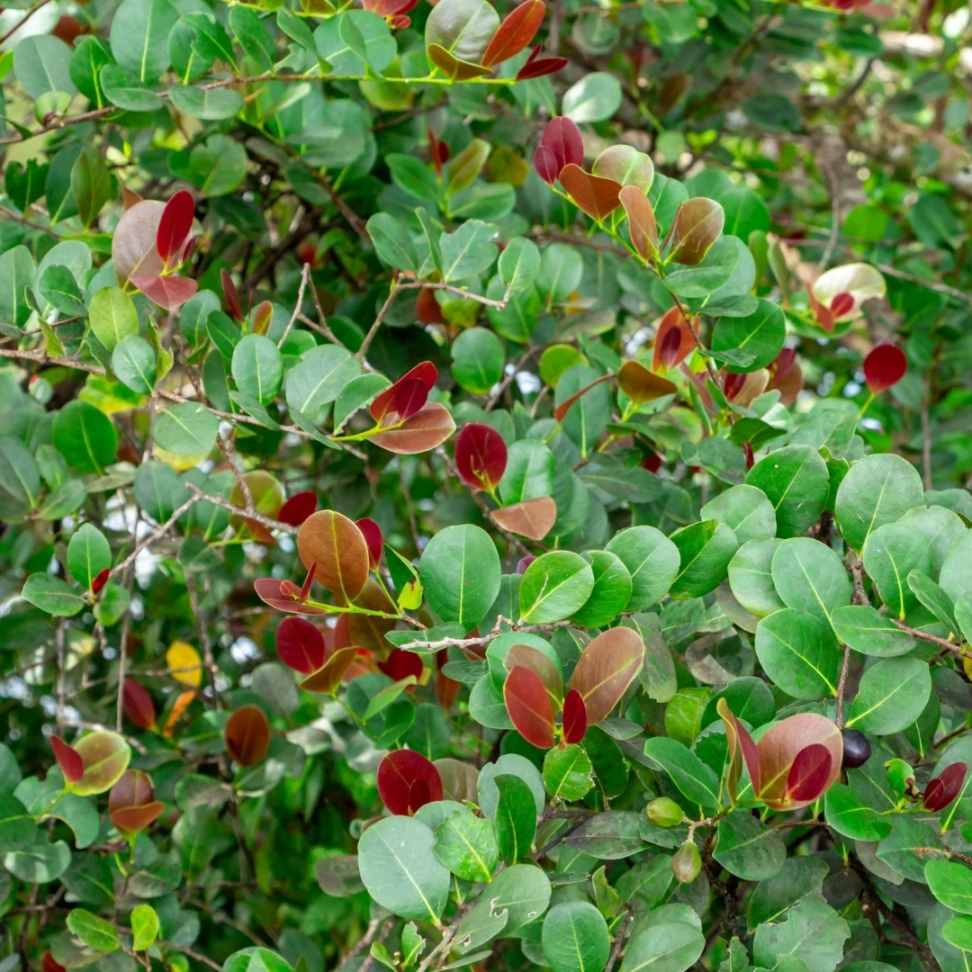 full sun low maintenance plants Florida