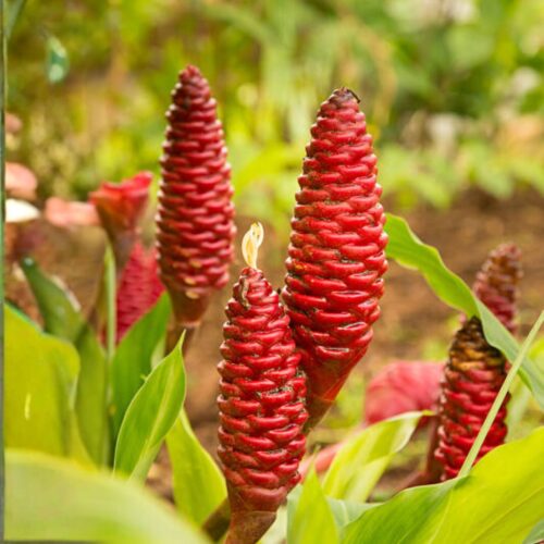coastal foundation plants for Florida homes