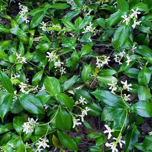 coastal foundation plants for Florida homes