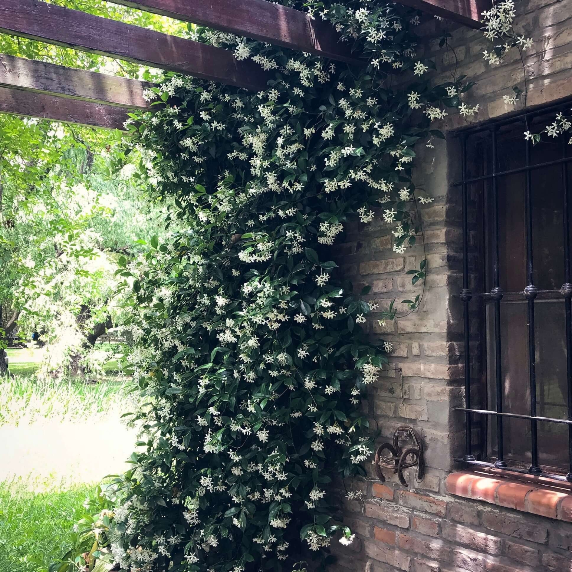 where to buy plants near me