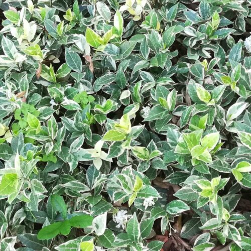 coastal foundation plants for Florida homes