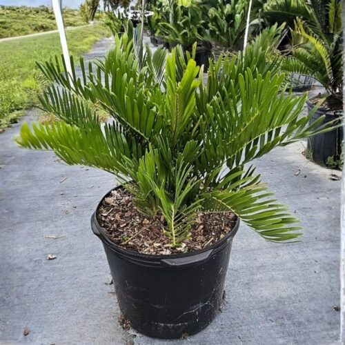 hurricane resistant trees Manatee County