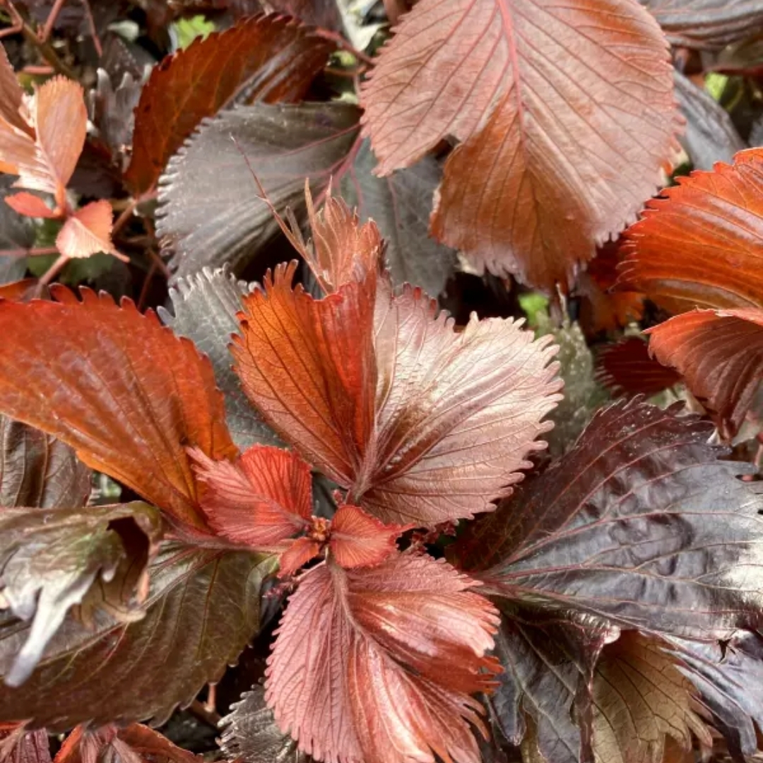 full sun low maintenance plants Florida