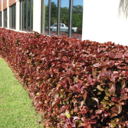 full sun low maintenance plants Florida
