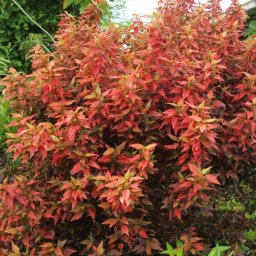 drought tolerant plants for Florida landscaping