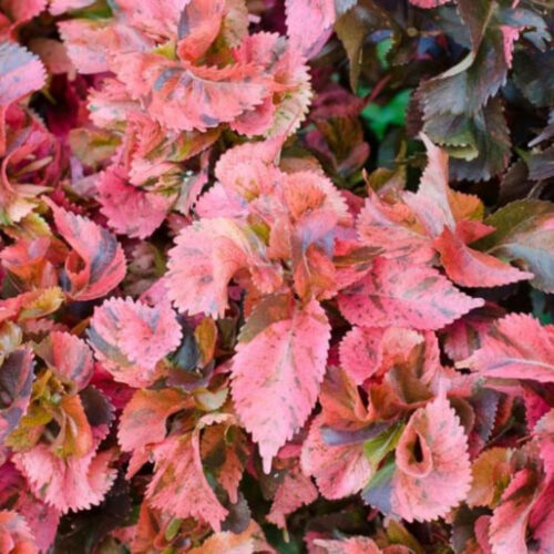 drought tolerant plants for Florida landscaping