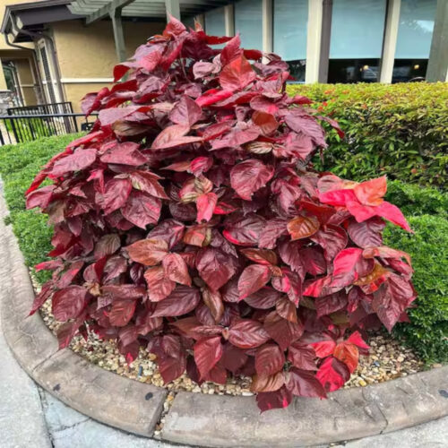 drought tolerant plants for Florida landscaping