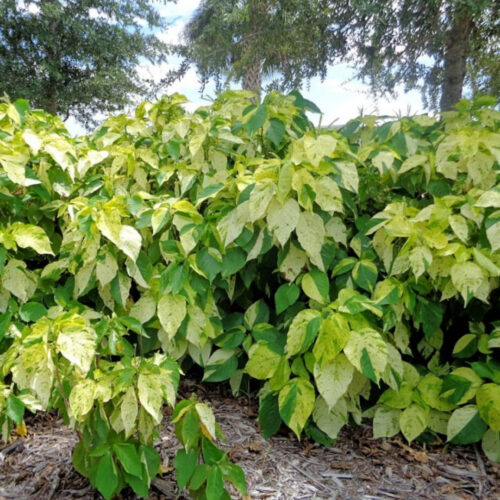 drought tolerant plants for Florida landscaping