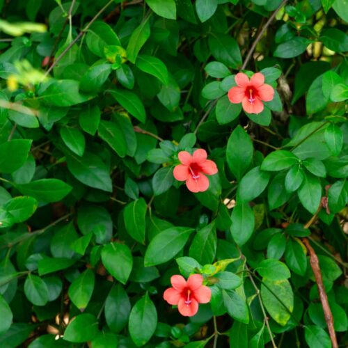 coastal foundation plants for Florida homes