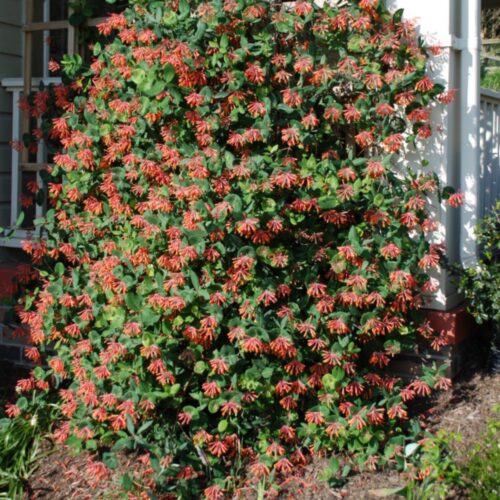 where to buy plants near me