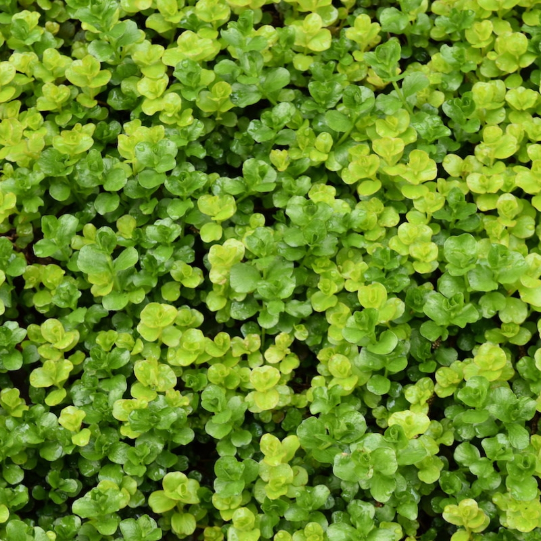 coastal foundation plants for Florida homes