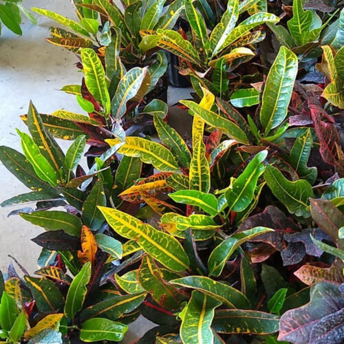 native and Florida-friendly landscaping ideas