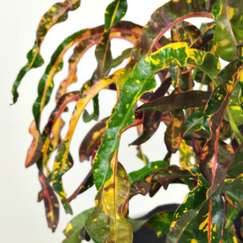 native and Florida-friendly landscaping ideas