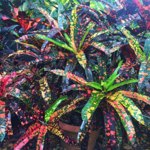 native and Florida-friendly landscaping ideas