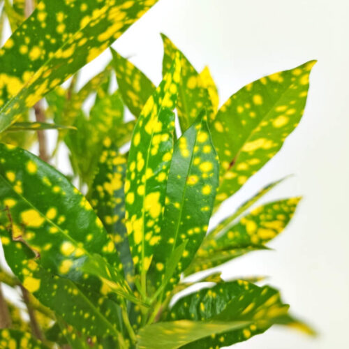 native and Florida-friendly landscaping ideas