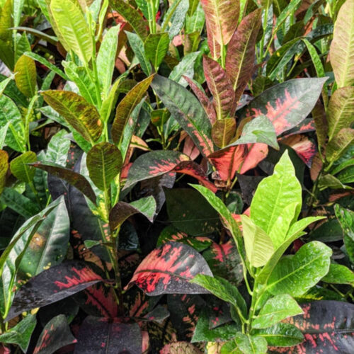 native and Florida-friendly landscaping ideas