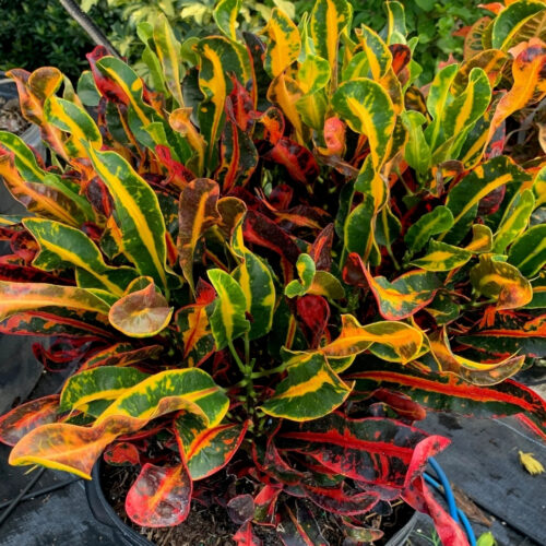 native and Florida-friendly landscaping ideas