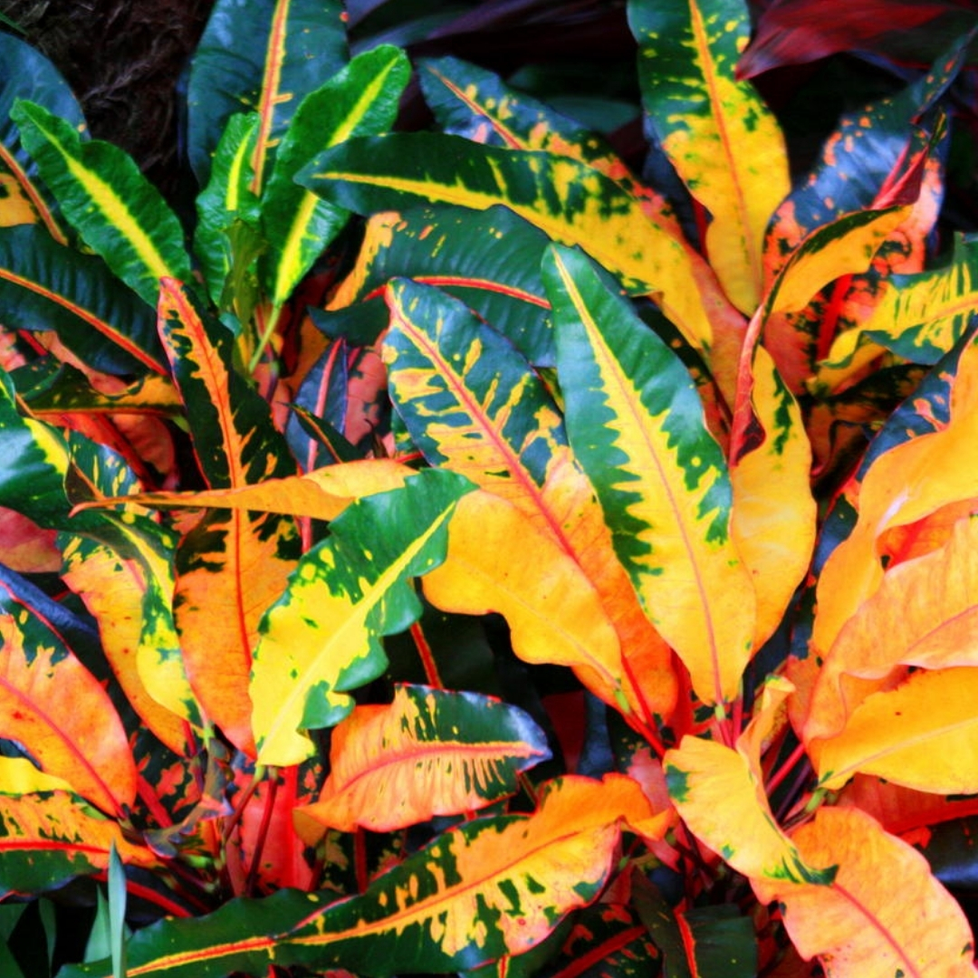 salt tolerant landscaping plants Sarasota