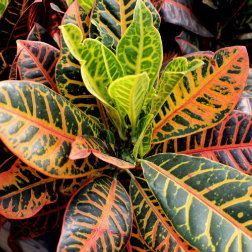 salt tolerant landscaping plants Sarasota