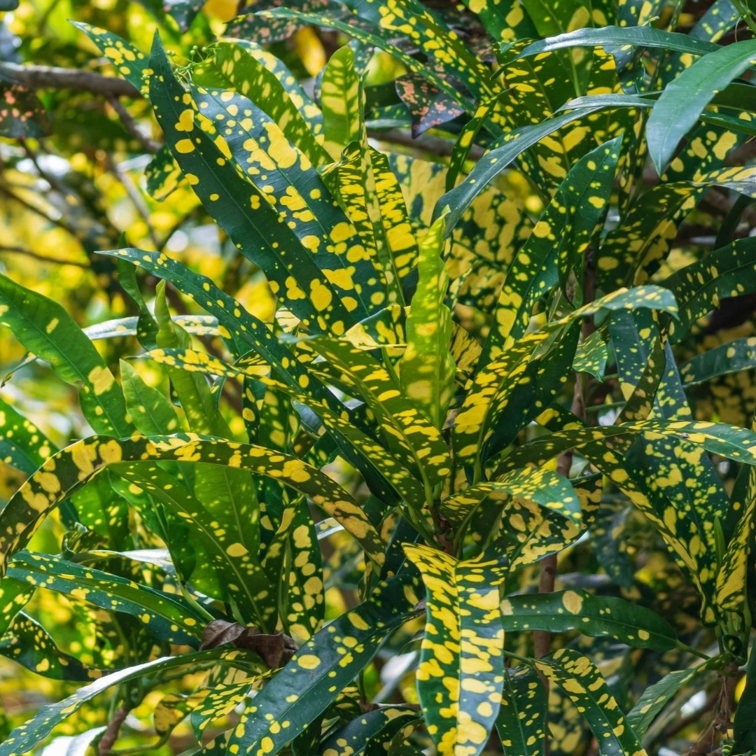 salt tolerant landscaping plants Sarasota