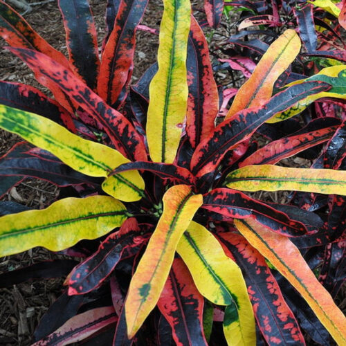 salt tolerant landscaping plants Sarasota