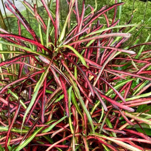 salt tolerant landscaping plants Sarasota