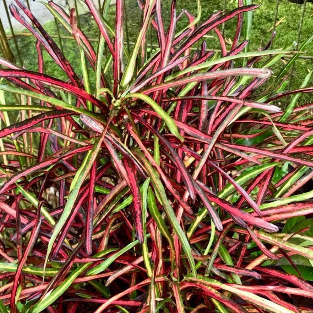 salt tolerant landscaping plants Sarasota