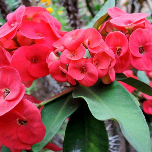 salt tolerant landscaping plants Sarasota