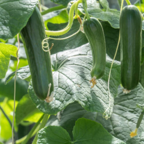 local plant nursery Manatee County