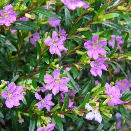 Florida friendly landscaping plants near me