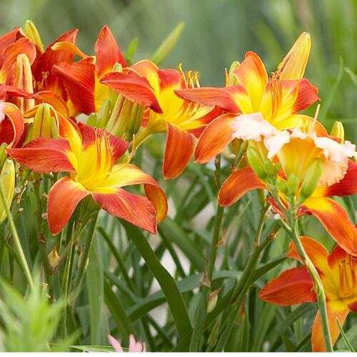 container gardening tropical plants SWFL