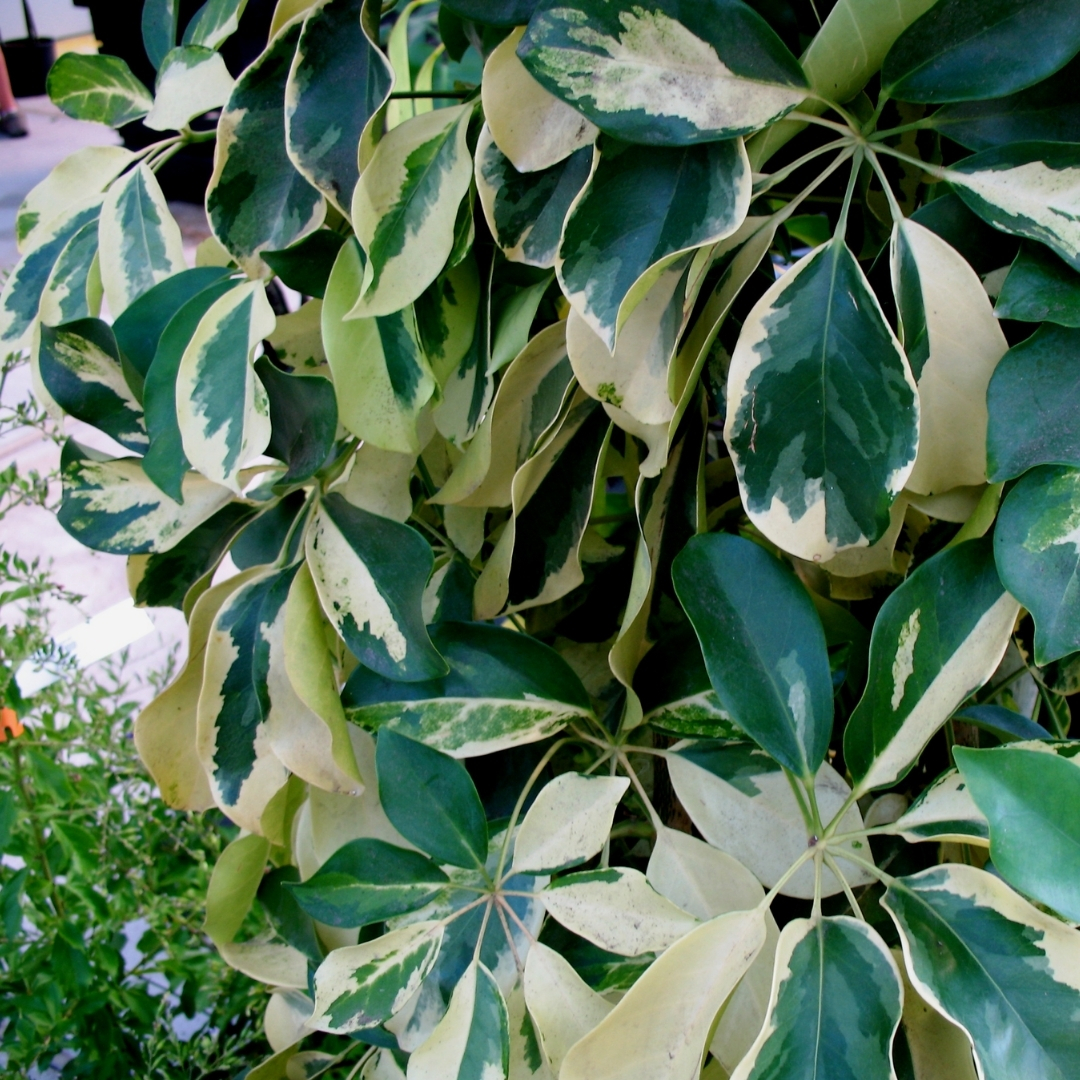 salt tolerant landscaping plants Sarasota