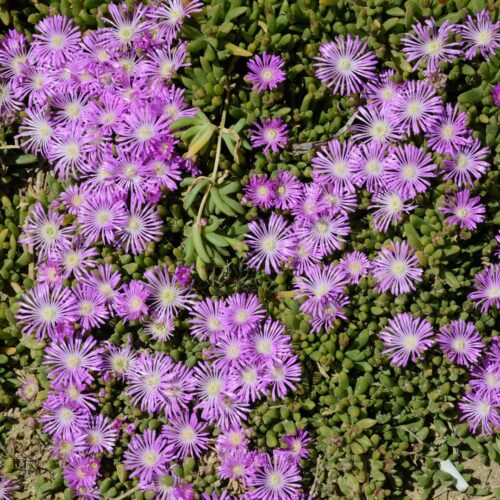coastal foundation plants for Florida homes