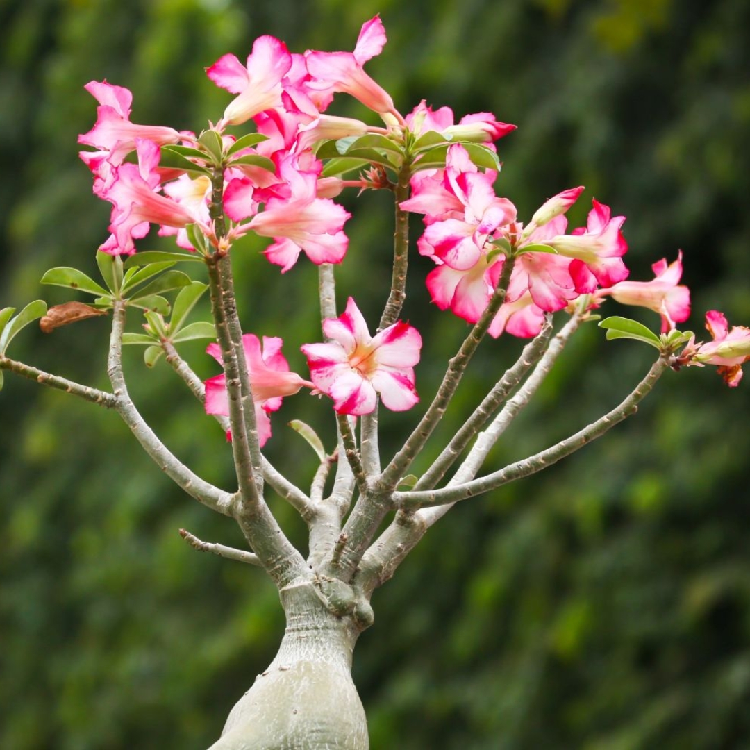 outdoor plants for coastal landscaping