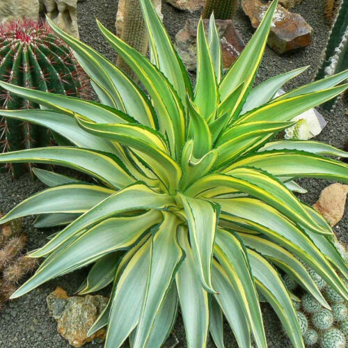 native Florida privacy shrubs for coastal homes