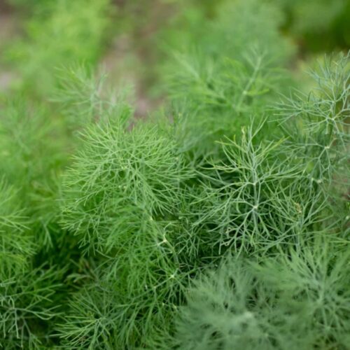 local plant nursery Manatee County