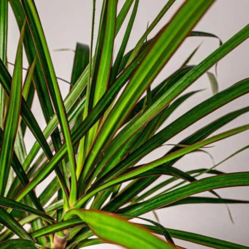 outdoor plants for coastal landscaping