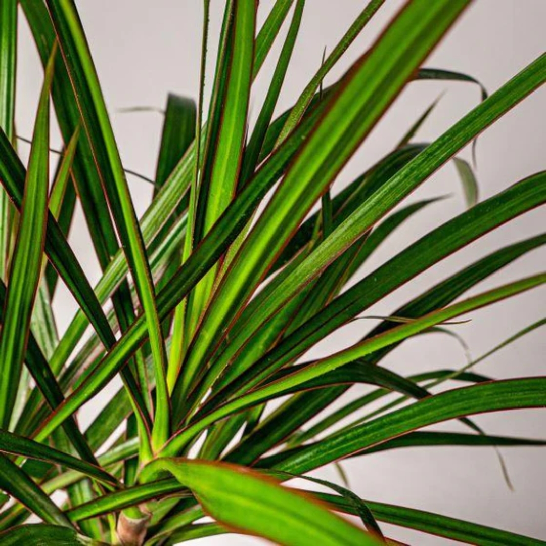 outdoor plants for coastal landscaping