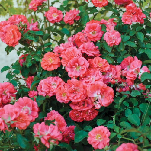 native Florida privacy shrubs for coastal homes