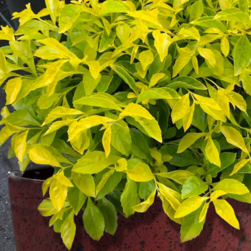 native Florida privacy shrubs for coastal homes