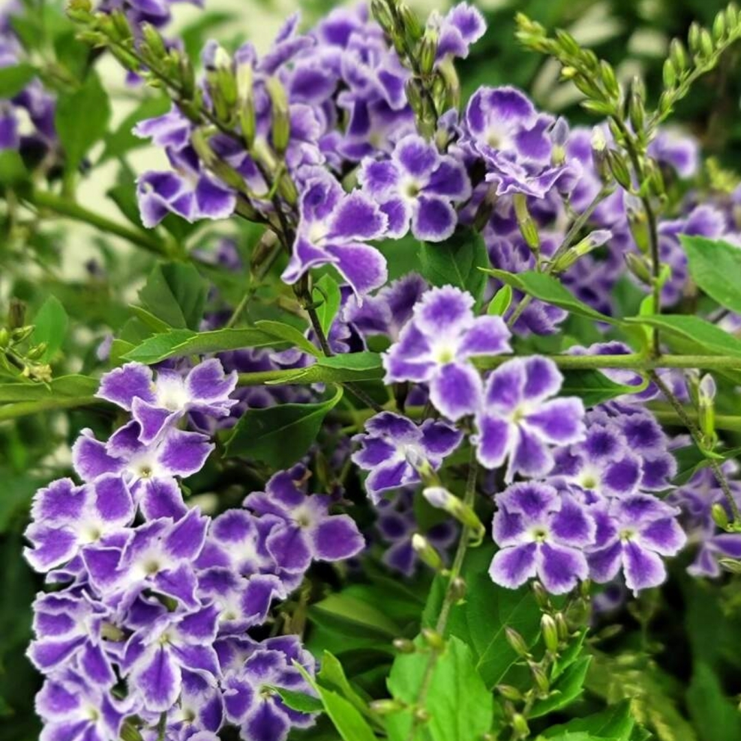 high-quality plants for new landscaping